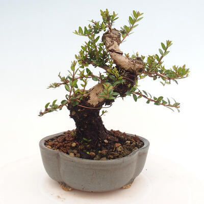 Izbová bonsai - Myrtus communis - Myrta obyčajná - 3