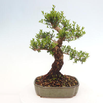 Izbová bonsai - Myrtus communis - Myrta obyčajná - 3