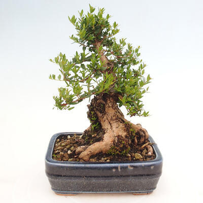 Izbová bonsai - Myrtus communis - Myrta obyčajná - 3