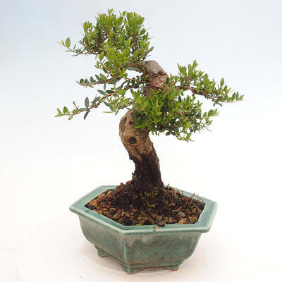 Izbová bonsai - Myrtus communis - Myrta obyčajná - 3