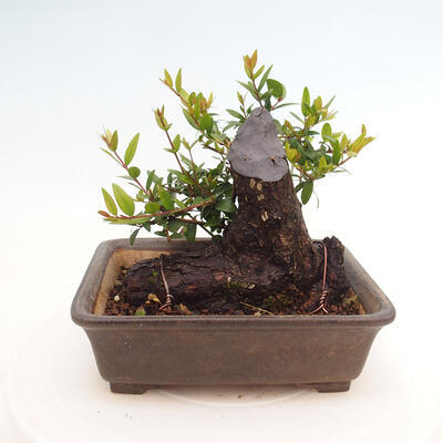 Izbová bonsai - Myrtus communis - Myrta obyčajná - 3