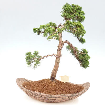 Vonkajšie bonsai - Juniperus chinensis Kishu -Jalovec čínsky - 3