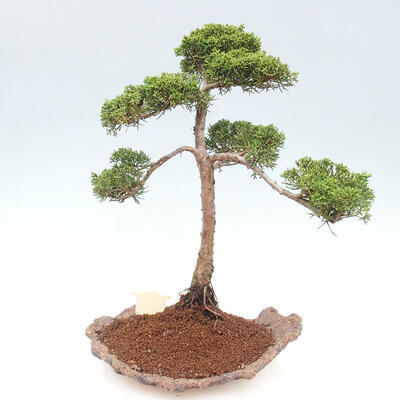 Vonkajšie bonsai - Juniperus chinensis Kishu -Jalovec čínsky - 3