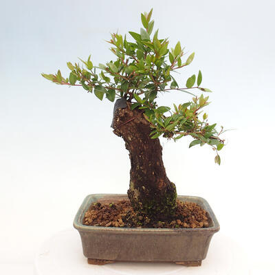 Izbová bonsai - Myrtus communis - Myrta obyčajná - 3