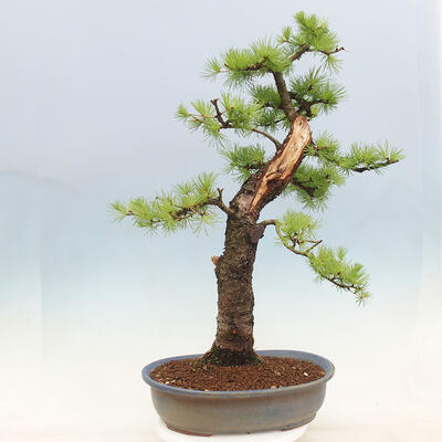 Vonkajší bonsai -Larix decidua - Smrekovec opadavý - 3