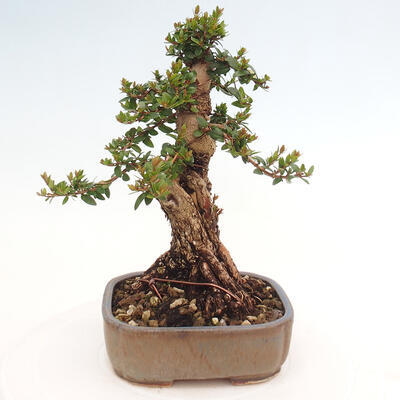 Izbová bonsai - Myrtus communis - Myrta obyčajná - 3