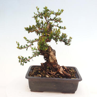 Izbová bonsai - Myrtus communis - Myrta obyčajná - 3