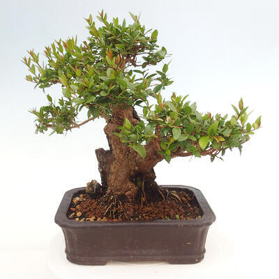 Izbová bonsai - Myrtus communis - Myrta obyčajná - 3