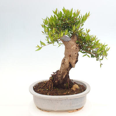 Izbová bonsai - Myrtus communis - Myrta obyčajná - 3