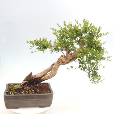 Izbová bonsai - Myrtus communis - Myrta obyčajná - 3