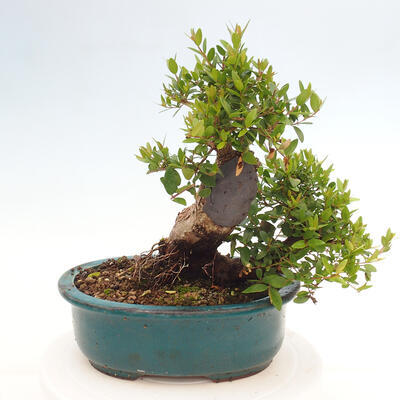 Izbová bonsai - Myrtus communis - Myrta obyčajná - 3