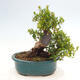 Izbová bonsai - Myrtus communis - Myrta obyčajná - 3/5