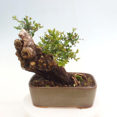 Izbová bonsai - Myrtus communis - Myrta obyčajná - 3