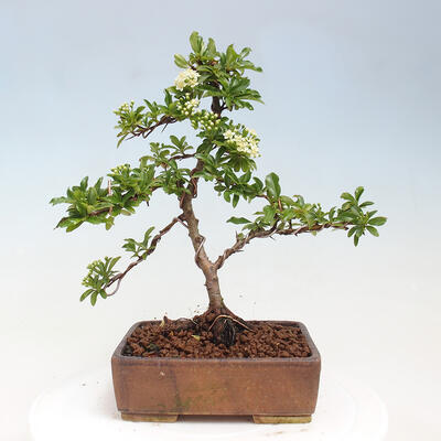 Vonkajší bonsai - Pyracantha tetón - Hlohyňa šarlátová - 3