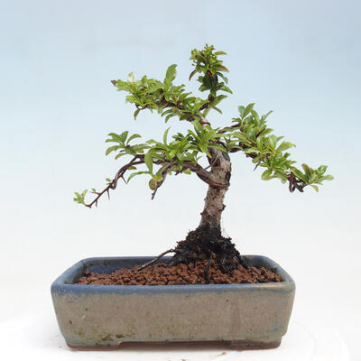 Vonkajší bonsai - Pyracantha tetón - Hlohyňa šarlátová - 3