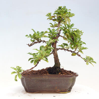Vonkajší bonsai - Pyracantha tetón - Hlohyňa šarlátová - 3