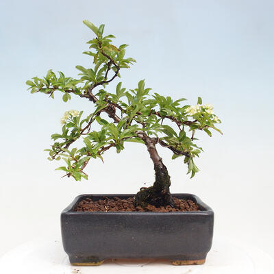 Vonkajší bonsai - Pyracantha tetón - Hlohyňa šarlátová - 3