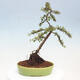 Vonkajší bonsai - Cotoneaster dám. Skogholm - Skalník - 3/6