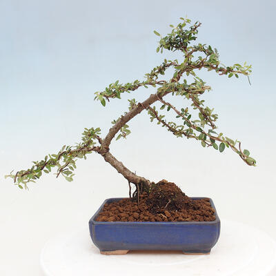 Vonkajší bonsai - Cotoneaster dám. Skogholm - Skalník - 3