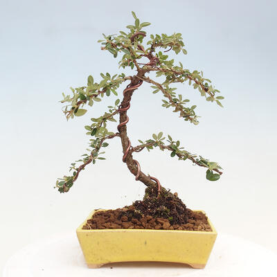 Vonkajší bonsai - Cotoneaster dám. Skogholm - Skalník - 3