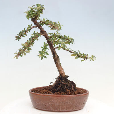 Vonkajší bonsai - Cotoneaster dám. Skogholm - Skalník - 3