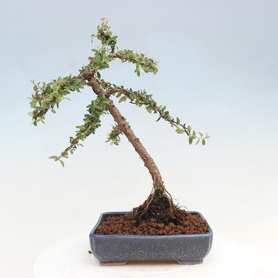 Vonkajší bonsai - Cotoneaster dám. Skogholm - Skalník - 3