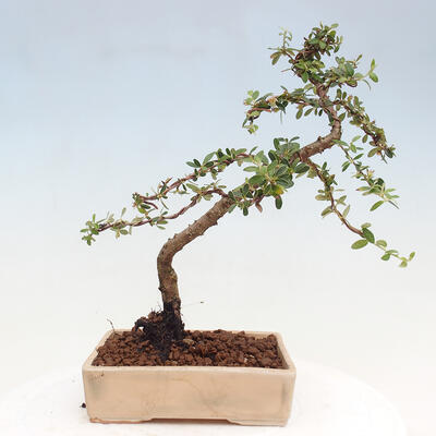 Vonkajší bonsai - Cotoneaster dám. Skogholm - Skalník - 3