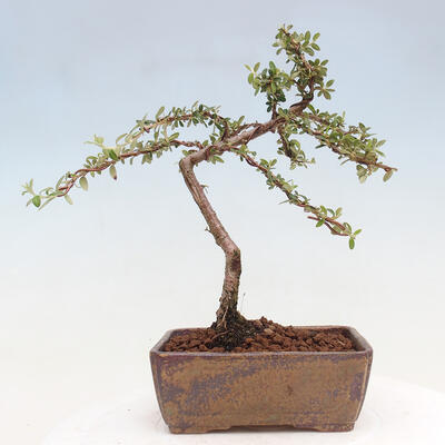 Vonkajší bonsai - Cotoneaster dám. Skogholm - Skalník - 3