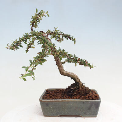 Vonkajší bonsai - Cotoneaster dám. Skogholm - Skalník - 3