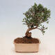 Izbová bonsai - Olea europaea sylvestris -Oliva európska drobnolistá - 3/5