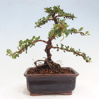 Vonkajší bonsai-Cotoneaster horizontalis - Skalník - 3