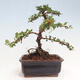 Vonkajší bonsai-Cotoneaster horizontalis - Skalník - 3/5