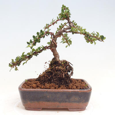 Vonkajší bonsai-Cotoneaster horizontalis - Skalník - 3