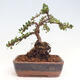 Vonkajší bonsai-Cotoneaster horizontalis - Skalník - 3/5