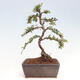 Vonkajší bonsai-Cotoneaster horizontalis - Skalník - 3/5