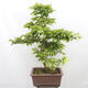 Vonkajší bonsai - Hrab obyčajný - Carpinus betulus - 3/5