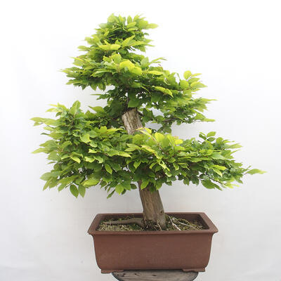 Vonkajší bonsai - Hrab obyčajný - Carpinus betulus - 3