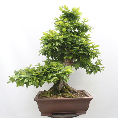 Vonkajší bonsai - Hrab obyčajný - Carpinus betulus - 3