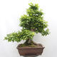 Vonkajší bonsai - Hrab obyčajný - Carpinus betulus - 3/5