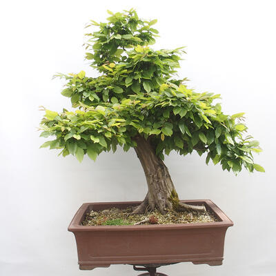 Vonkajší bonsai - Hrab obyčajný - Carpinus betulus - 3