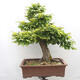 Vonkajší bonsai - Hrab obyčajný - Carpinus betulus - 3/5