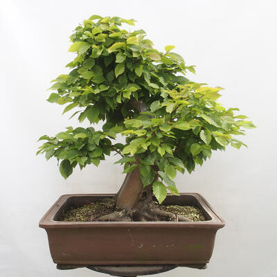 Vonkajší bonsai - Hrab obyčajný - Carpinus betulus - 3