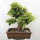 Vonkajší bonsai - Hrab obyčajný - Carpinus betulus - 3/5