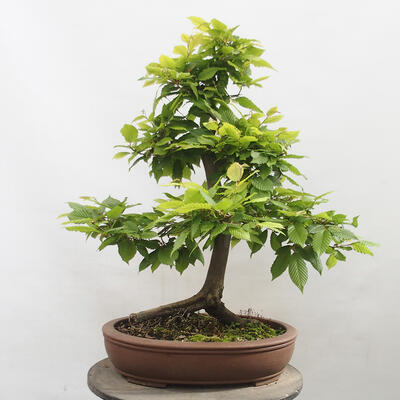 Vonkajší bonsai - Hrab obyčajný - Carpinus betulus - 3