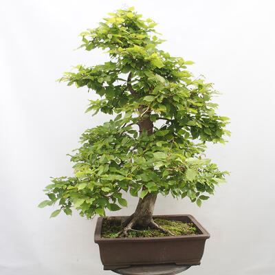 Vonkajší bonsai - Hrab obyčajný - Carpinus betulus - 3