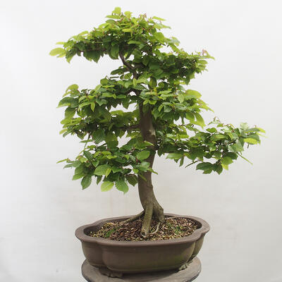 Vonkajší bonsai - Hrab obyčajný - Carpinus betulus - 3