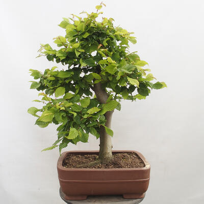 Vonkajší bonsai - Hrab obyčajný - Carpinus betulus - 3