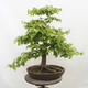 Vonkajší bonsai - Hrab obyčajný - Carpinus betulus - 3/5