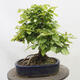 Vonkajší bonsai - Hrab obyčajný - Carpinus betulus - 3/5