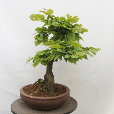 Vonkajší bonsai - Hrab obyčajný - Carpinus betulus - 3